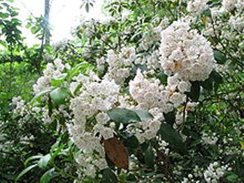 : 220px-Kalmia_latifolia_species_2