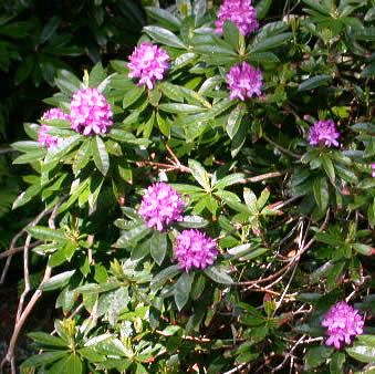 : rhododendron-ponticum-2