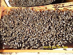 beekeeping