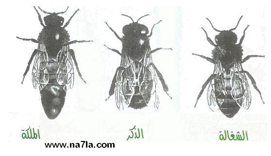 دور النحل والحشرات في عملية التكاثر انها تساعد في عملية التلقيح فتسمى ملقحات