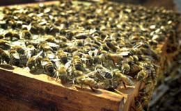 bees