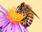 العلاج بمنتجات النحل